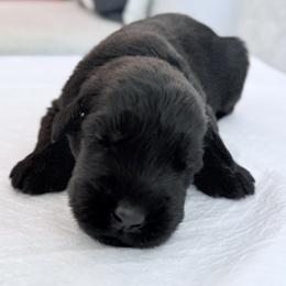 Lady Orange - Black female Giant Schnauzer puppy in Wildomar, California from My Angel Schnauzers