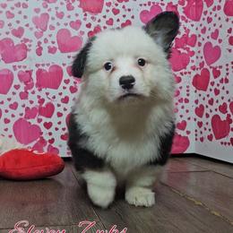 Eleven - Black and white female American Corgi puppy in Mansfield, Ohio from Moonrise corgis