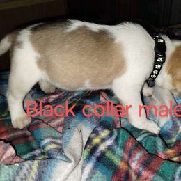 Boy 4 - Beagle puppy from Lacy's Beagles