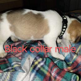 Boy 4 - Beagle puppy from Lacy's Beagles