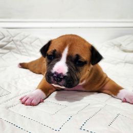 American Staffordshire Terrier Puppies from MDYC Amstaffs