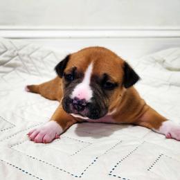 American Staffordshire Terrier Puppies from MDYC Amstaffs