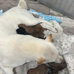 Boy 4 - Black and tan male Shiba Inu puppy in Lehigh Acres, Florida from SWFL Happy Dogs