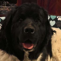 Yelena - Newfoundland
