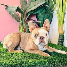 Niko - Boston Terrier