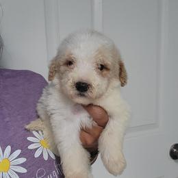 Betsy - Parti female Goldendoodle puppy in Milwaukwe, Wisconsin from Wisconsin Doodles