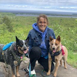 Australian Cattle Dog Puppies from SB Heelers Cattle Dogs and Performance Horses