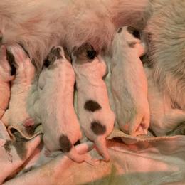 Great Pyrenees Puppies from Yelah Pyrenees