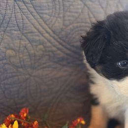 Australian Shepherds and Cavapoos from Dianne Dubose