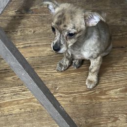 Chihuahua and Poodle Puppies from Garrett’s Chihuahuas and Poodles