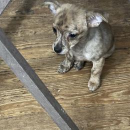Chihuahua and Poodle Puppies from Garrett’s Chihuahuas and Poodles