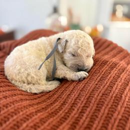 Grey - Cream male Goldendoodle puppy in Brooksville, Florida from Abby’s Standard Goldendoodles