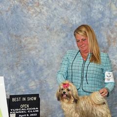 Russian Tsvetnaya Bolonkas from Debby's Bolonkas