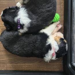 Australian Shepherd Puppies from Page Family Homestead
