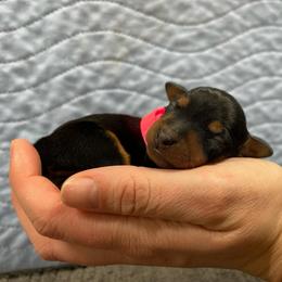 Petunia - Black and tan female Miniature Pinscher puppy in Lancaster, Missouri from White Stone Ranch