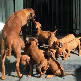 Jenna - Rhodesian Ridgeback