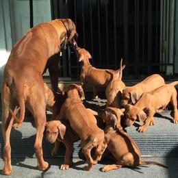 Jenna - Rhodesian Ridgeback