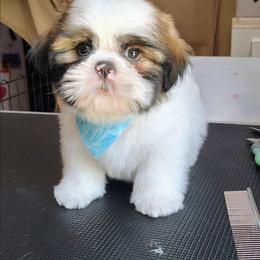 Gizmo - Tricolor male Shih Tzu puppy in Memphis, Tennessee from Thorntons Fur Crew