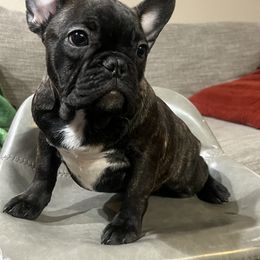 Sweetie - French Bulldog puppy in California from Nalas Frenchies