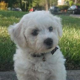Fred - Bichon Frise