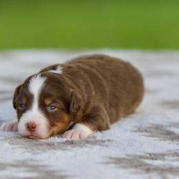 Jazz - Red tri-color female Miniature American Shepherd puppy in Stephenville, Texas from Diamond H Aussies