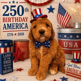 Huckleberry - Apricot male Goldendoodle puppy in Rocky Point, North Carolina from CelticDoods