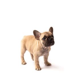 French Bulldog Puppies from Baker Built Frenchies