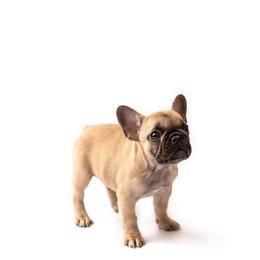 French Bulldog Puppies from Baker Built Frenchies