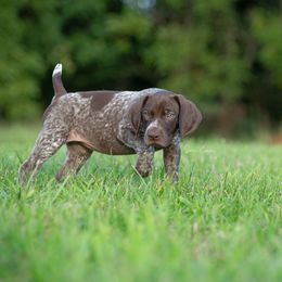 German Shorthaired Pointer and Vizsla Puppies from Nosam Kennels