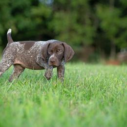 German Shorthaired Pointer and Vizsla Puppies from Nosam Kennels