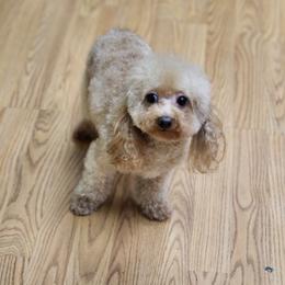 Charles - Poodle