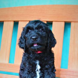 Goldendoodle Puppies from Warren Doodles