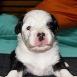 Huey - Black & white male Toy Australian Shepherd puppy in Ocala, Florida from Crazy Aussie Chaos