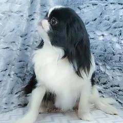 Poppy - Japanese Chin