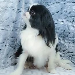 Poppy - Japanese Chin