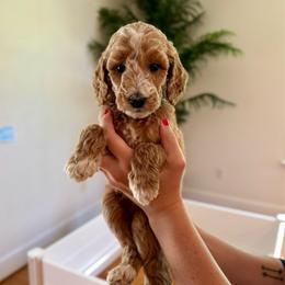 Coconut - Apricot female Goldendoodle puppy in Kenansville, North Carolina from J+A Family Doodles