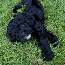 Bernedoodle Puppies from 4P’s Doodles