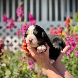 Ace - Black rust and white male Bernese Mountain Dog puppy in Idaho from Bernese By Barzees