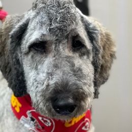 Poodles and Shih Tzus from Lacy's Pups