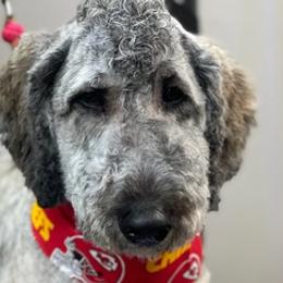 Poodles and Shih Tzus from Lacy's Pups