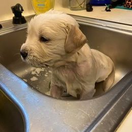 Golden Retriever Puppies from Golden Dust Retrievers