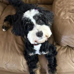 Bernedoodle and Goldendoodle Puppies from Donnas Deluxe Doodles LLC