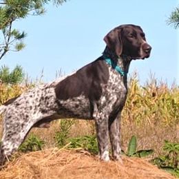 Phoenix  - German Shorthaired Pointer