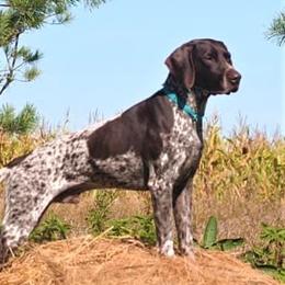 Phoenix  - German Shorthaired Pointer