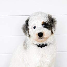 Travel - Black - Merle male Bernedoodle puppy in Charleston, South Carolina from Palm Belle Doodles