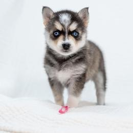 Hot Pink - Black and white female Pomsky puppy in Spring City, Pennsylvania from Pomsky Power Puppies
