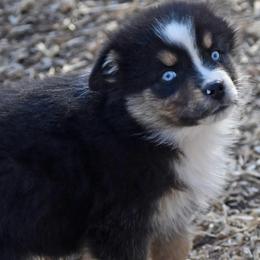 Mr Crabs - Black tri male Miniature Australian Shepherd puppy in Patterson, North Carolina from DreamLine Aussies