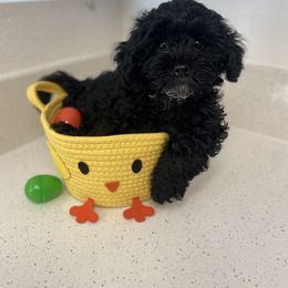 Poodles from Kayla's K9s