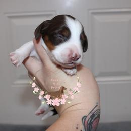 Ember AKC - Piebald female Dachshund puppy in Pope, Mississippi from Anna’s Mini Doxies