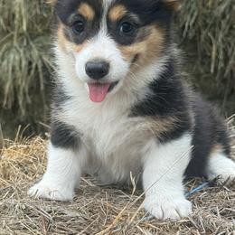 Nova - Black and tan female Pembroke Welsh Corgi puppy in Derby, Iowa from NHC Kennels